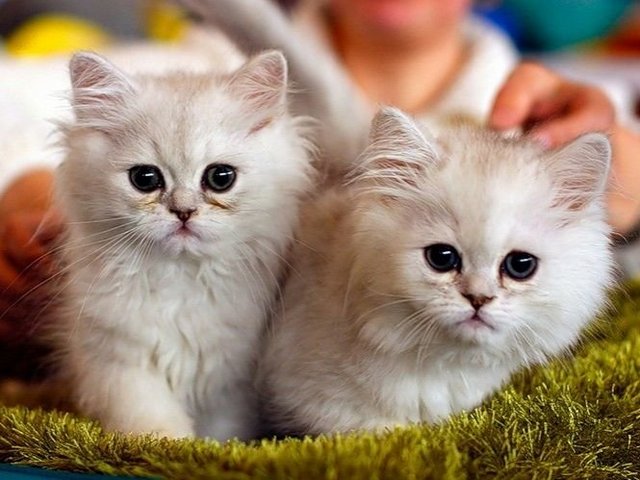 Породы кошек в Городовиковске | ЗооТом портал о животных